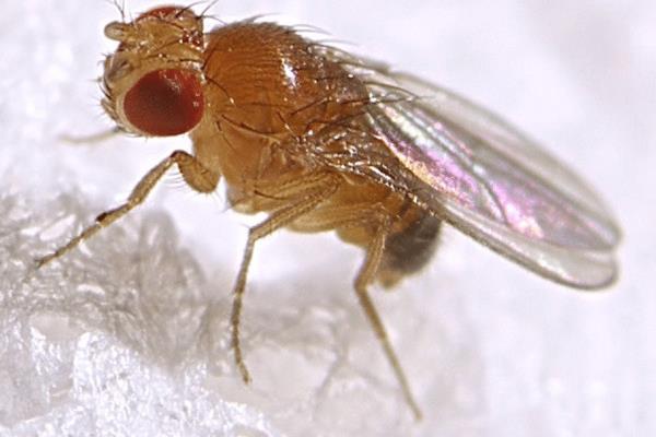 科学家发现了果蝇的超能力:它们可以“品尝”食物中的高pH值和低pH值